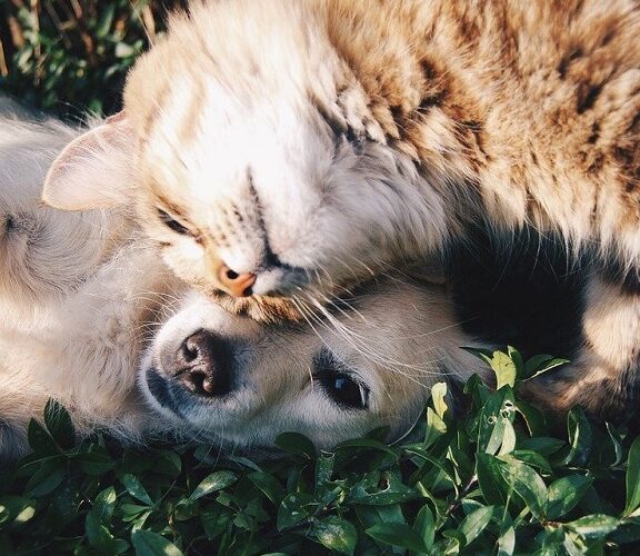 Listening to Animals: The Story of a Veterinarian