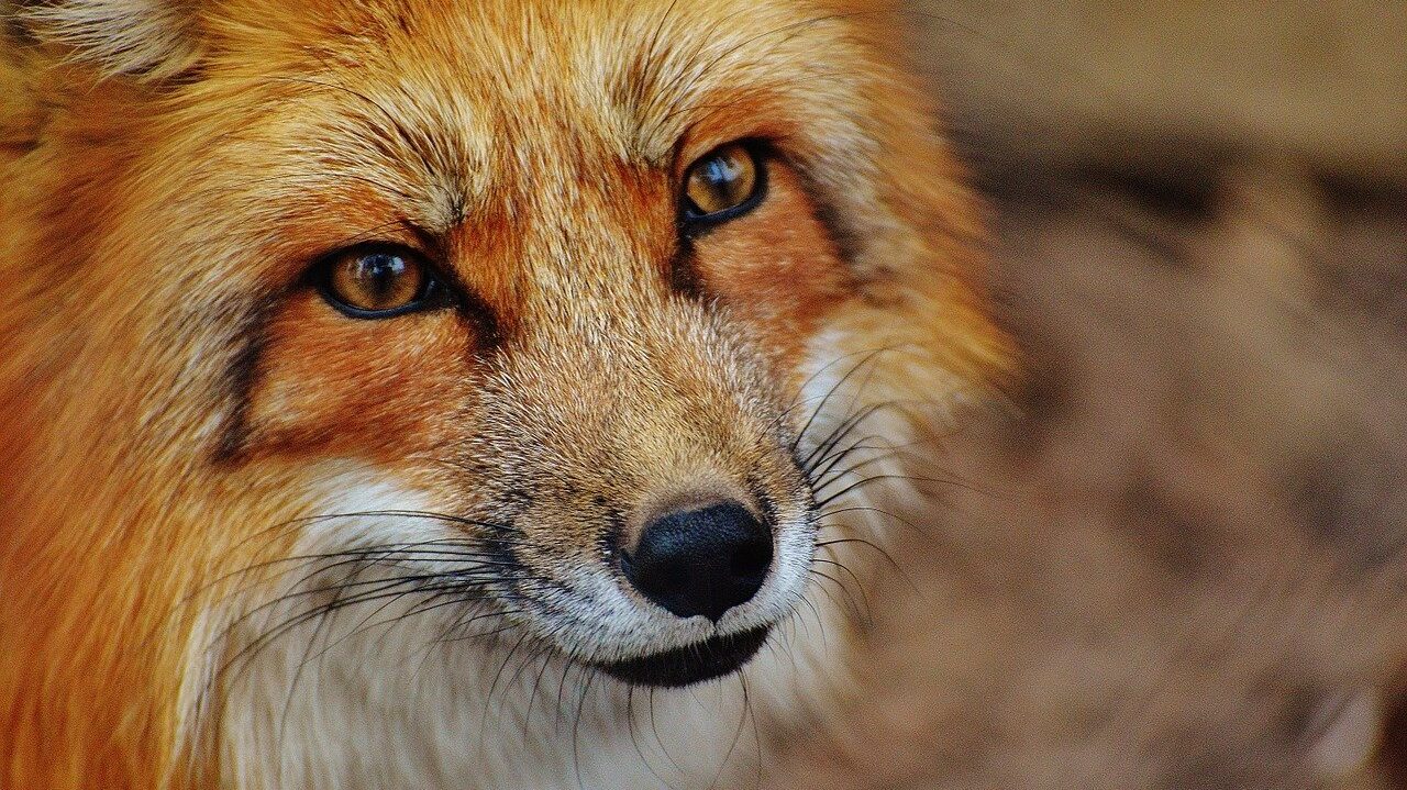 red-fox